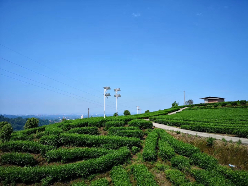 四川乐山中药材基地用okeyset太阳能监控摄像头